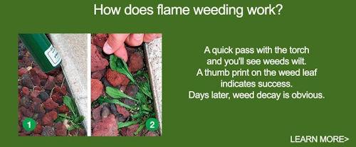 How does flame weeding work?