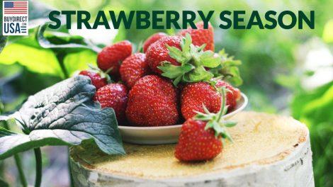 Planting Strawberries for Home Garden